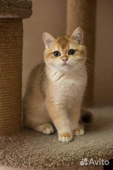 Британский мальчик