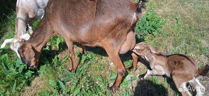 Дойные козы