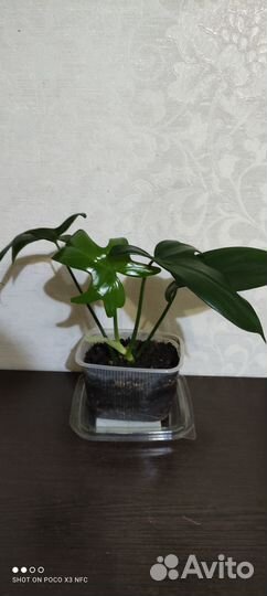 Гемантус белоцветковый, филодендрон дольчатый