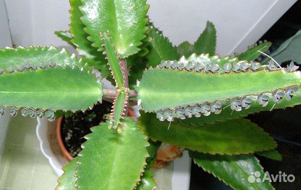 Продам каланхоэ лечебное. Алоэ