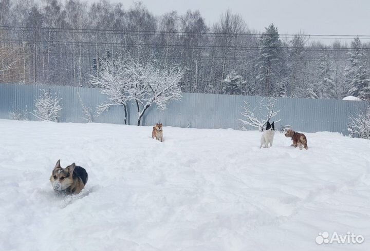 Передержка домашних животных