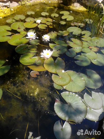 Водяная лилия