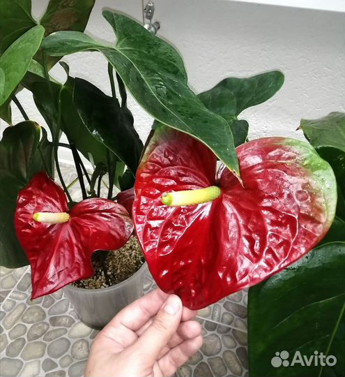 Антуриум Юпитер