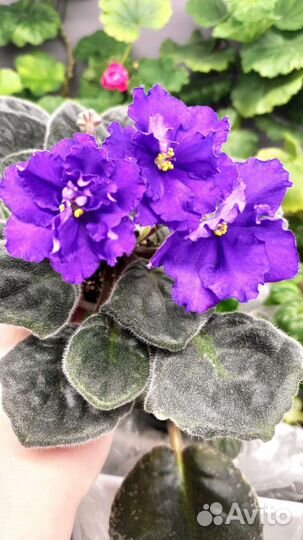 Фиалка Arctic Frost (спорт)