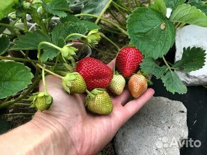 Клубника саженцы