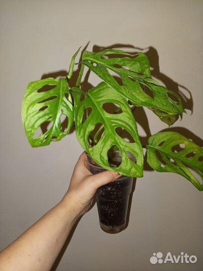 Монстера адансона