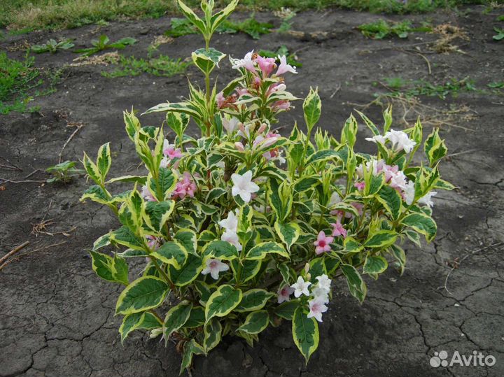 Вейгела вариегатная