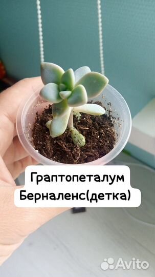 Суккуленты