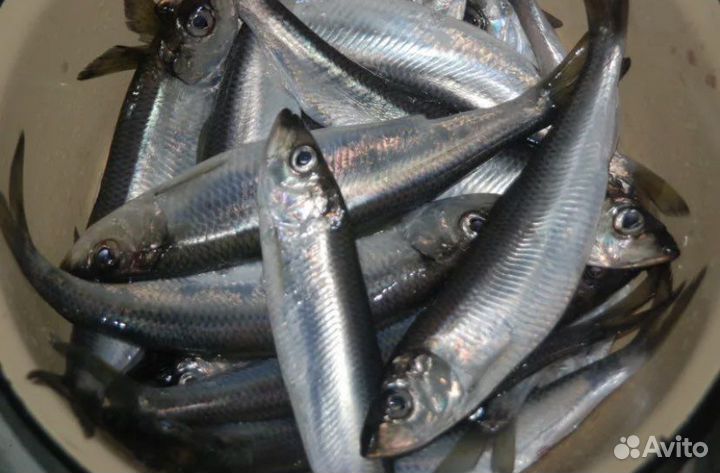 Корма для животных оптом