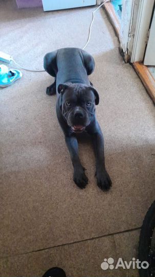 Собака кане корсо