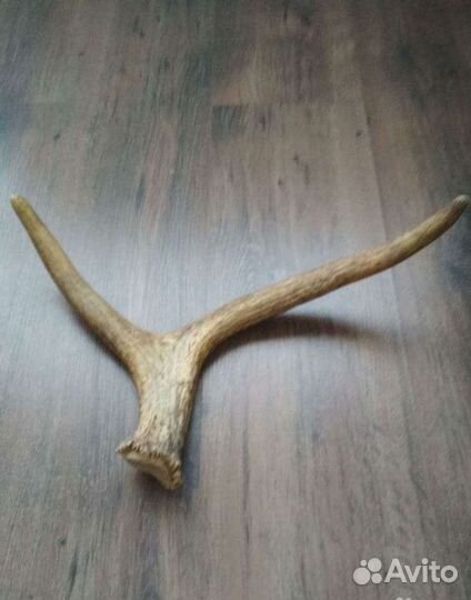 Продам рога лося