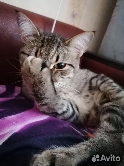 Отдам кота в добрые руки