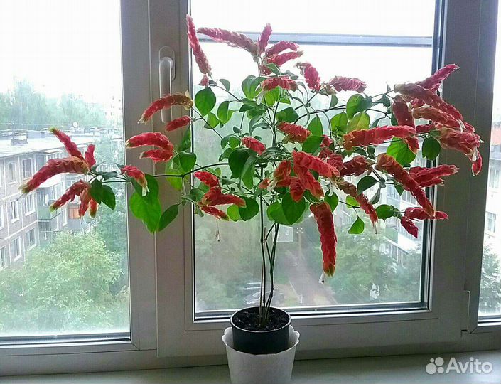 Белоперонье,крестовник,сцендапус,герань,цилиндрик