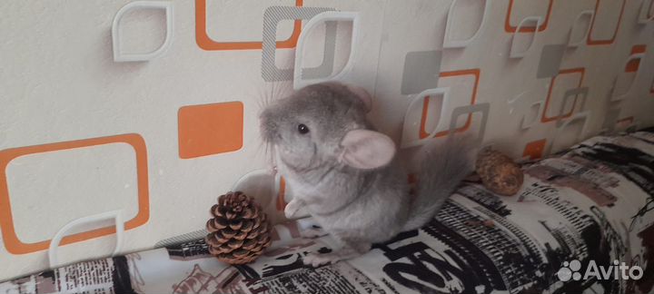 Шиншилла щенки мальчики