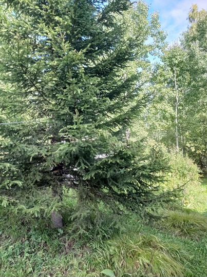 Дом 20 м² на участке 12 сот.