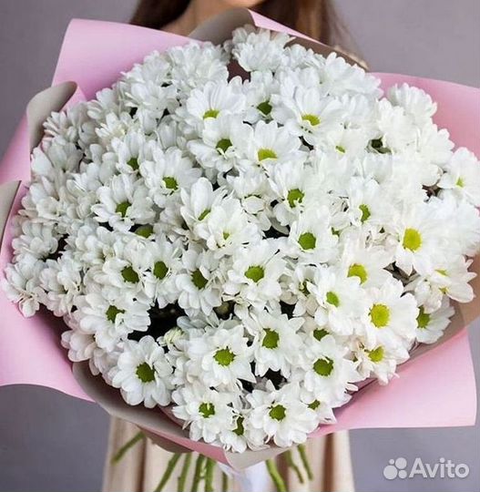 Хризантема