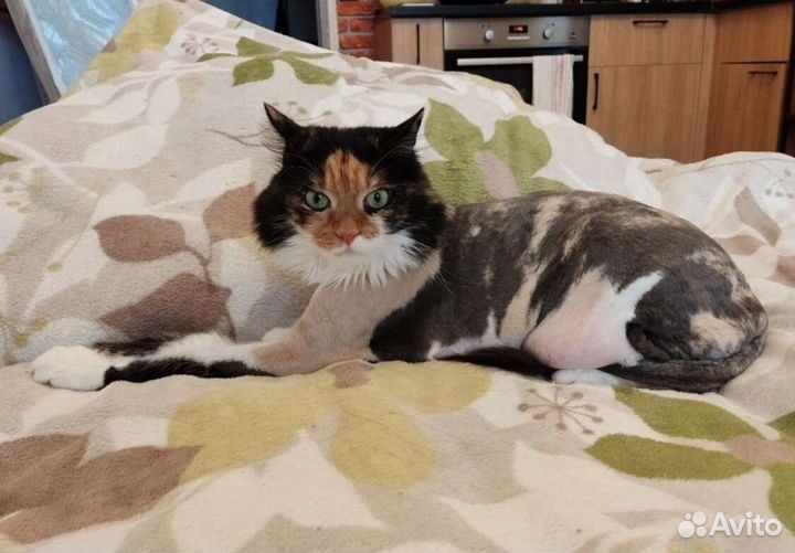 Груминг кошек, стрижка, экспресс линька, вычес