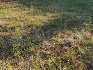 Участок 8 сот. (СНТ, ДНП)