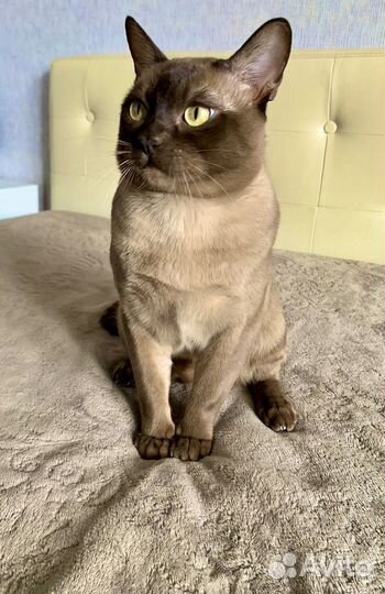 Бурманская вязка