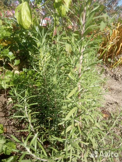 Розмарин. Бадан