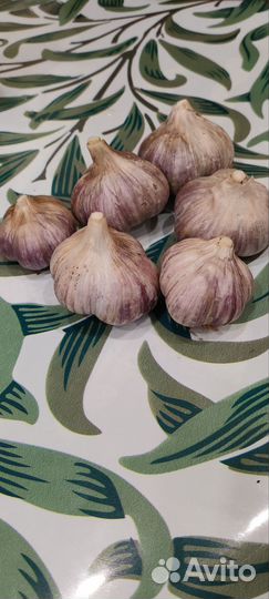 Продам чеснок