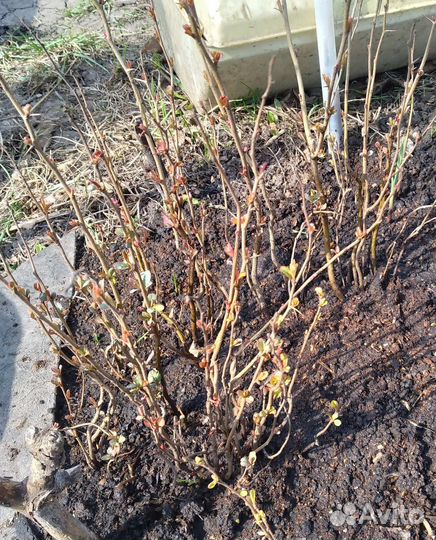 Айва японская низкая (хеномелес)