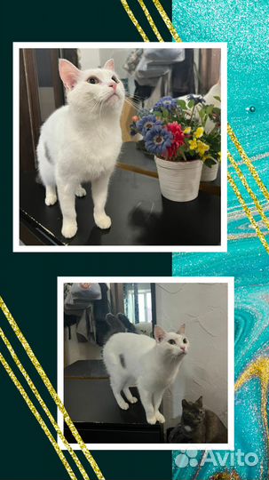 Котик ищет семью