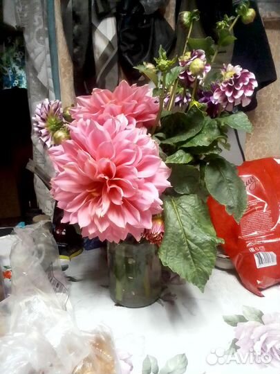 Георгин корень