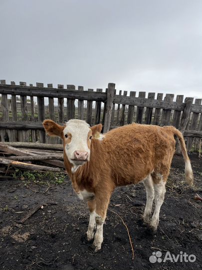 Телята телочки