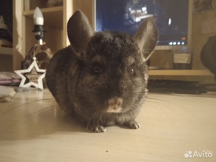 Шиншилла девочка