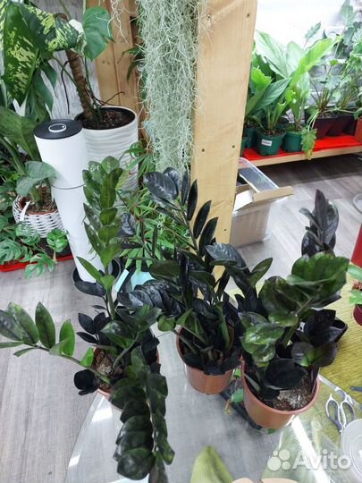 Замиокулькас равен