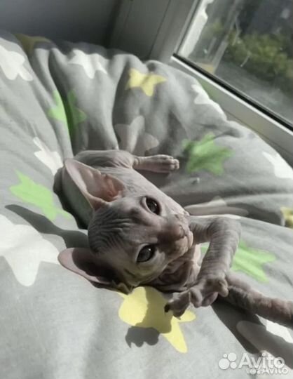 Донской сфинкс котята