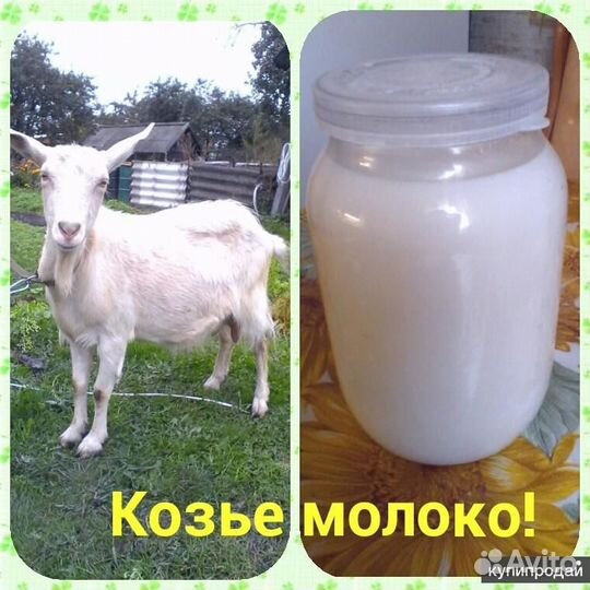 Козье молоко