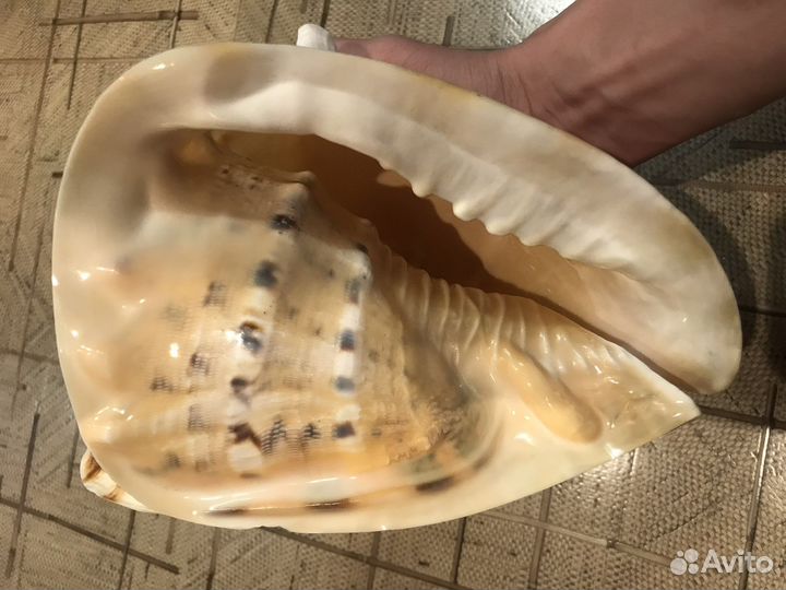 Морская раковина Кассис корнута 22см