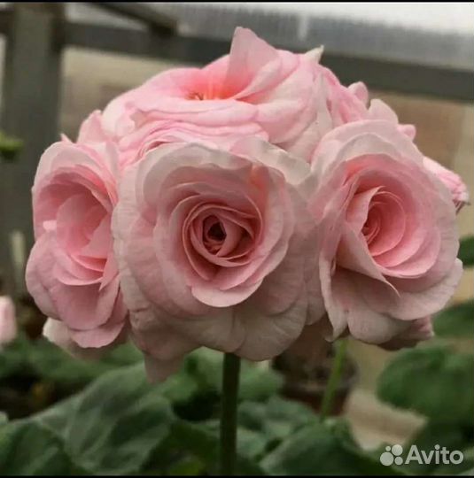 Пеларгония