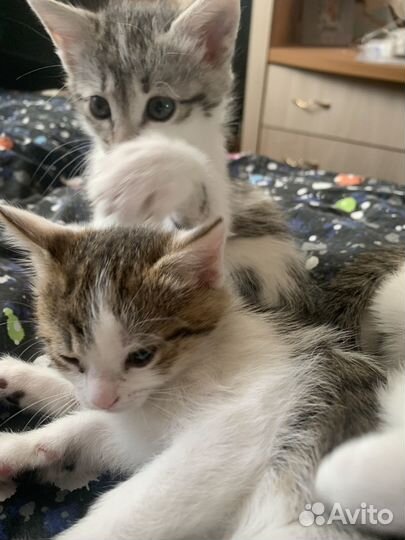 Кот в дар бесплатно
