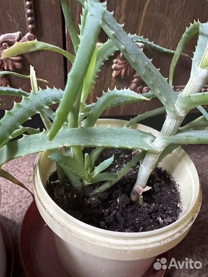 Алоэ столетник лечебный