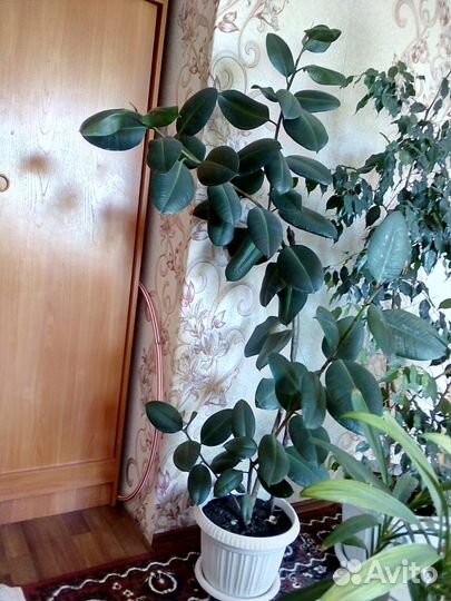 Комнатные цветы