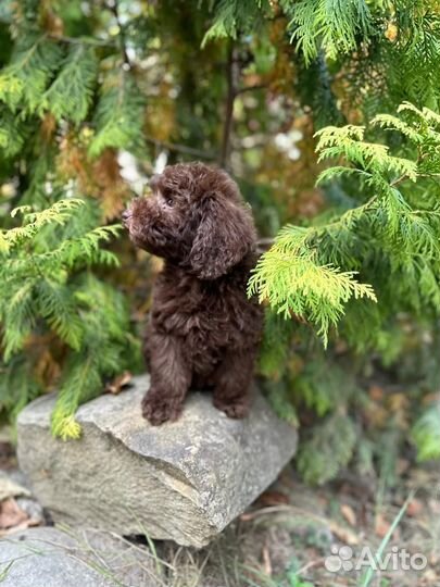 Мини мальтипу