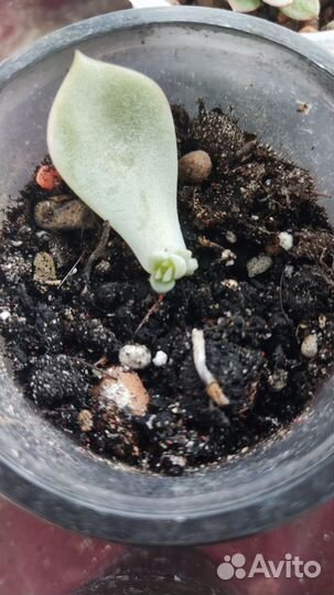 Суккуленты листочки с детками