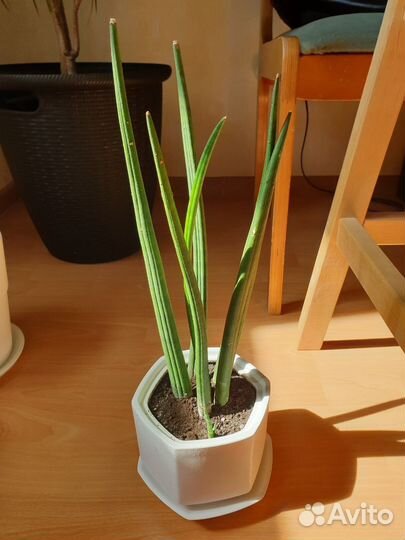 Комнатные растения. Цены в описании