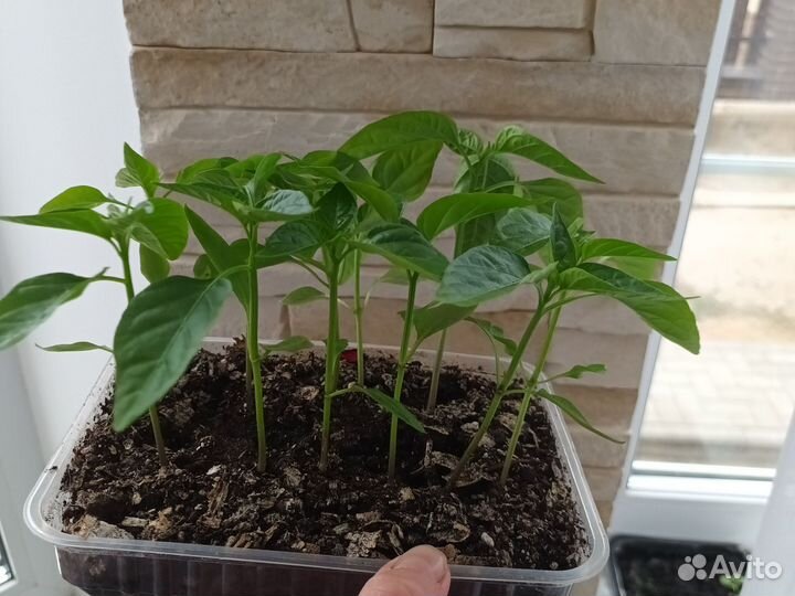 Рассада перца на пикировку Крепыш