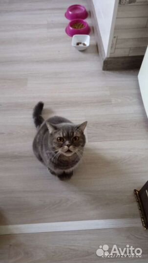 Передержка животных. Зооняня. Доггситер