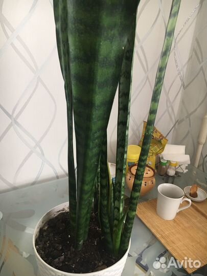 Сансевиерия