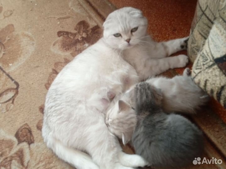 Шотландские котята