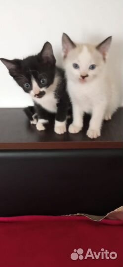 Донской сфинкс браш котята