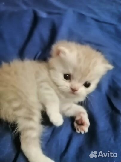 Шотландские прямоухие котята