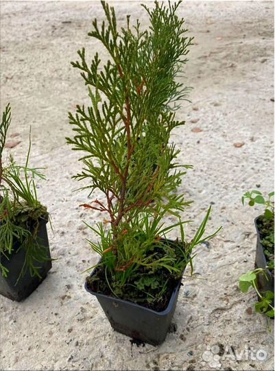 Туя Смарагд горшок Р9/Оптом