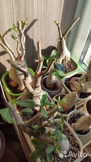 Адениум взрослый