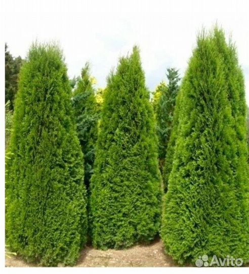 Туя Западная Смарагд